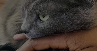 emanuèle pet sitter à SURESNES 92150_3