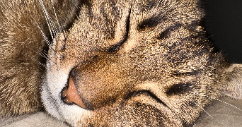 sirine pet sitter à RANTIGNY 60290_1