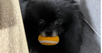 sophie pet sitter à NOZAY 91620_4