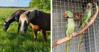 morgane pet sitter à REVEL TOURDAN 38270_3