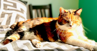 guillaume pet sitter à LAGNY SUR MARNE 77400_1