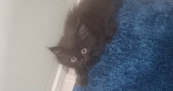 nicolas pet sitter à ESSARTS EN BOCAGE 85140
