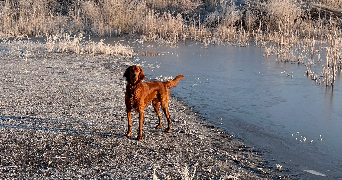 auriana pet sitter à COURRIERES 62710_4