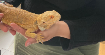 laurie pet sitter à ETAPLES 62630_4