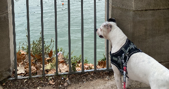 séverine pet sitter à TOULOUSE 31000_6