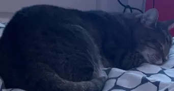 martin pet sitter à Bourges 18000