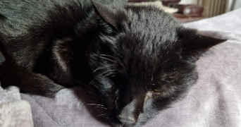 eneka pet sitter à CUGNAUX 31270_2