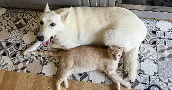 nicolas pet sitter à MAROLLES EN BRIE 94440