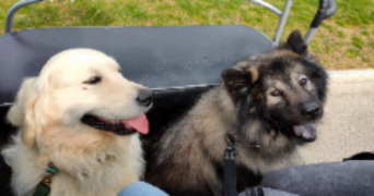 julie pet sitter à MULHOUSE 68100_7