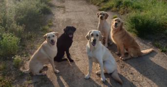 stéphanie pet sitter à GOUFFERN EN AUGE 61310_2