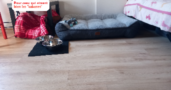 chloé dog sitter à TOULOUSE 31000_4