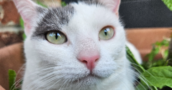 lino pet sitter à ROCLINCOURT 62223_3