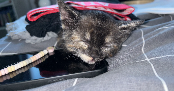 rayan pet sitter à VILLENEUVE SUR LOT 47300_0