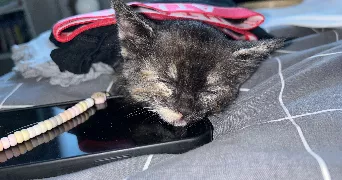 rayan pet sitter à VILLENEUVE SUR LOT 47300