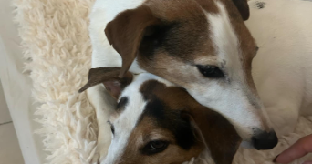 valerie pet sitter à RAMBOUILLET 78120_8