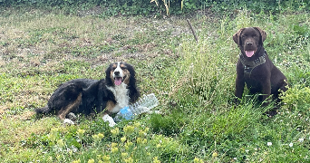 noah pet sitter à SAVONNIERES 37510_1