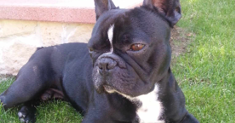 shaan pet sitter à PARIS 14 75014_1