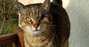 lydia pet sitter à RILLIEUX LA PAPE 69140_2