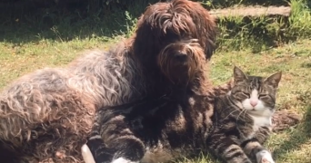 maya pet sitter à CAEN 14000_6