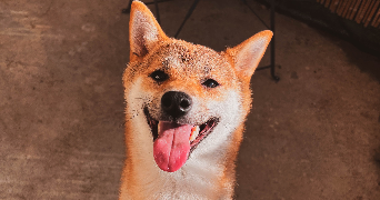 hugo pet sitter à NEUVILLE DE POITOU 86170_0