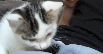 eliott pet sitter à METZ 57000_1