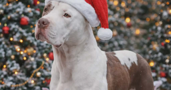 clarisse pet sitter à MONTLUCON 03100_2