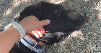 elisa pet sitter à BILLERE 64140_2