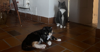 margot pet sitter à Lyon 69003_2