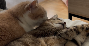 fannie pet sitter à PONT STE MAXENCE 60700_3