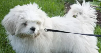 océane pet sitter à LES CLAYES SOUS BOIS 78340