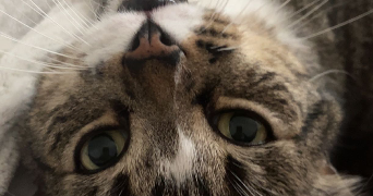 paradis pet sitter à DAGNEUX 01120_4