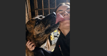 emilie pet sitter à ST CLEMENT DES LEVEES 49350_1