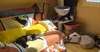 valerie pet sitter à Montpellier 34070_2
