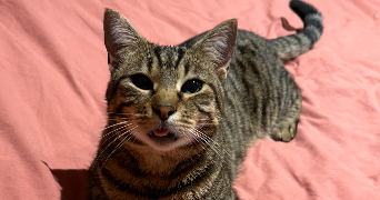 lana pet sitter à POITIERS 86000_1