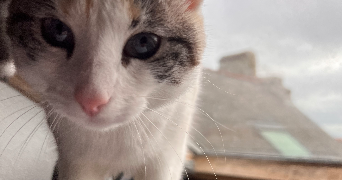 guillaume pet sitter à LORIENT 56100_5