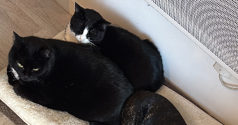 pauline pet sitter à VIRE NORMANDIE 14500_5