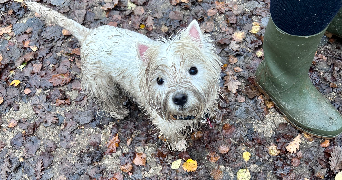constance pet sitter à CHENNEVIERES SUR MARNE 94430_3