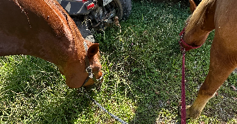 capucine pet sitter à BORDEAUX 33800_1