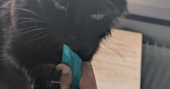 emilie pet sitter à VOGLANS 73420_5
