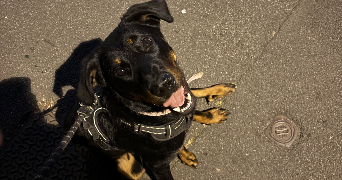 louise pet sitter à ROUBAIX 59100_3