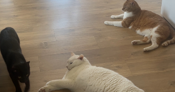 nikolic pet sitter à MONTRABE 31850_3