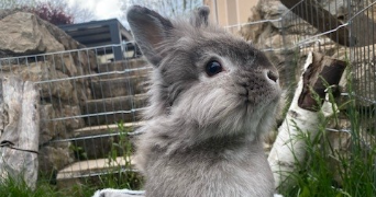 célia pet sitter à MONTPELLIER 34090_2