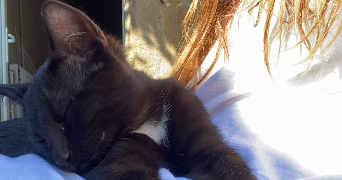 léa pet sitter à MARSEILLE 06 13006_3