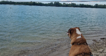 leeloo pet sitter à STRASBOURG 67100_1