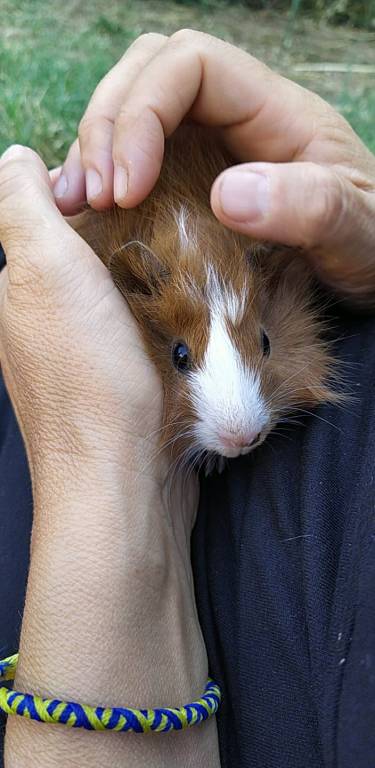 julie pet sitter à Vidauban 83550_1