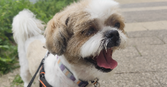 stéphanie pet sitter à PONTAULT COMBAULT 77340_1