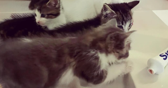 lucie pet sitter à TOULON 83000_2