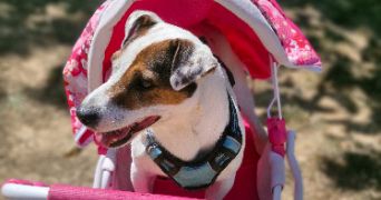 marlene pet sitter à AUNEAU BLEURY ST SYMPHORIEN 28700_100