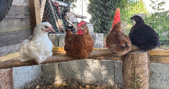joana pet sitter à ST OUEN L AUMONE 95310_1