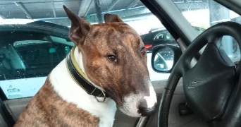 ewen pet sitter à PORDIC 22590_3
